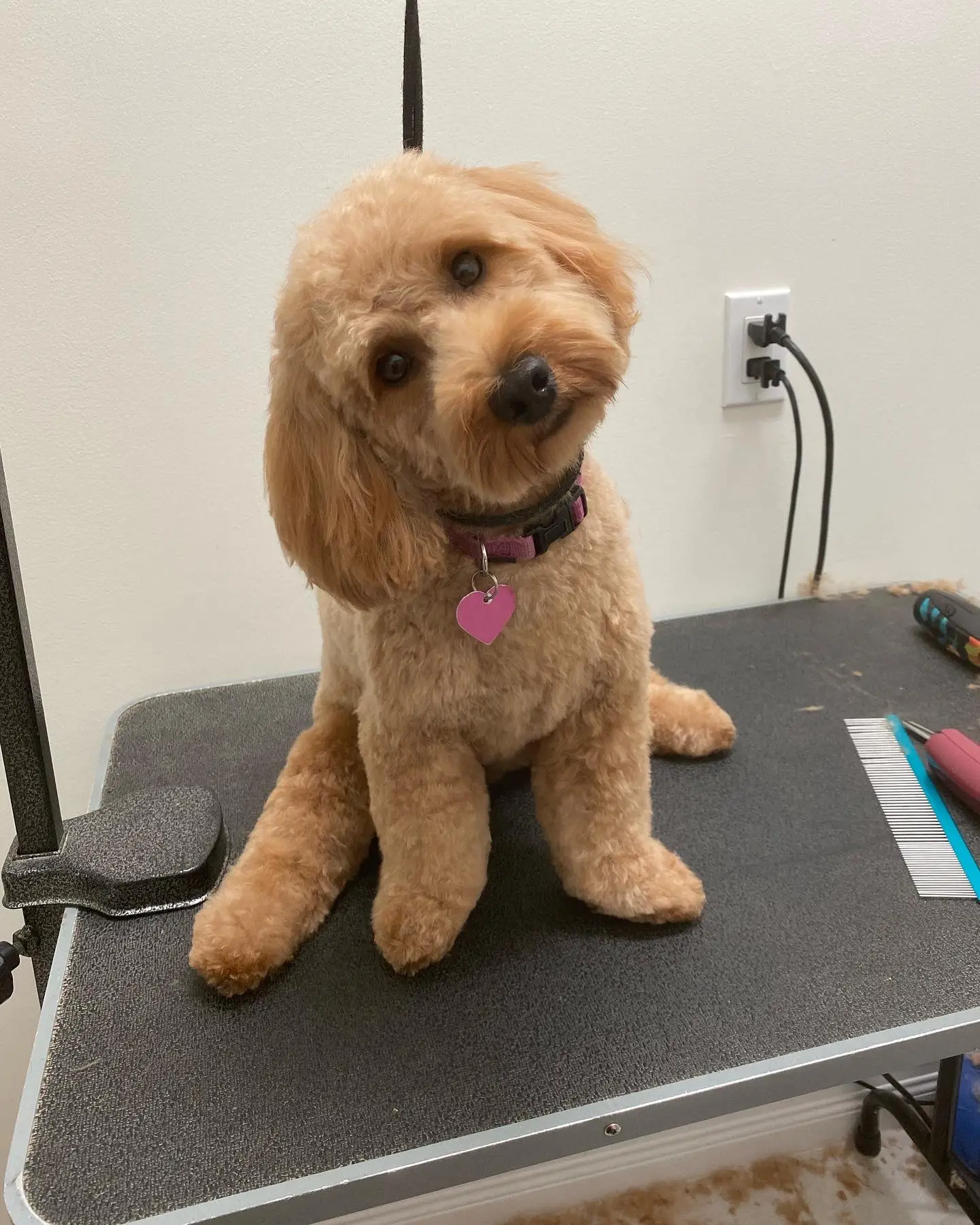 Happy Angel Paws customer