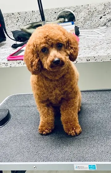 Happy Angel Paws customer