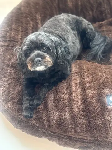 Happy Angel Paws customer
