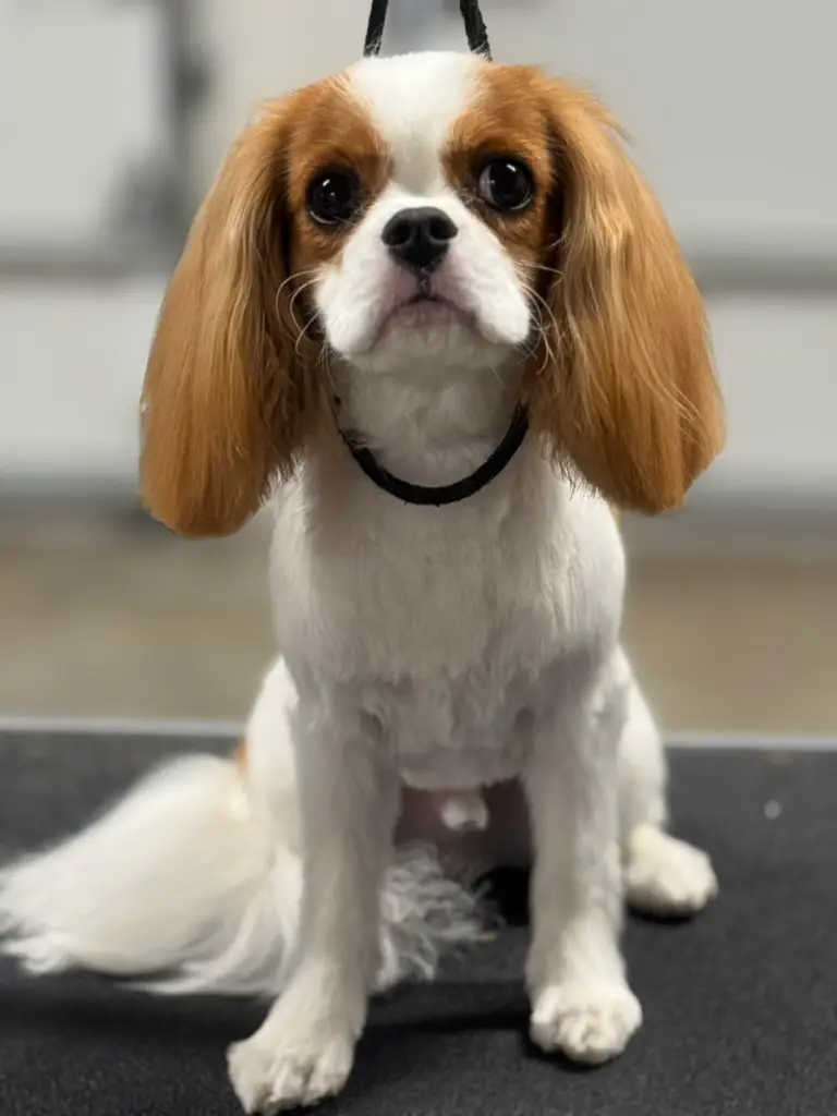 Happy Angel Paws customer