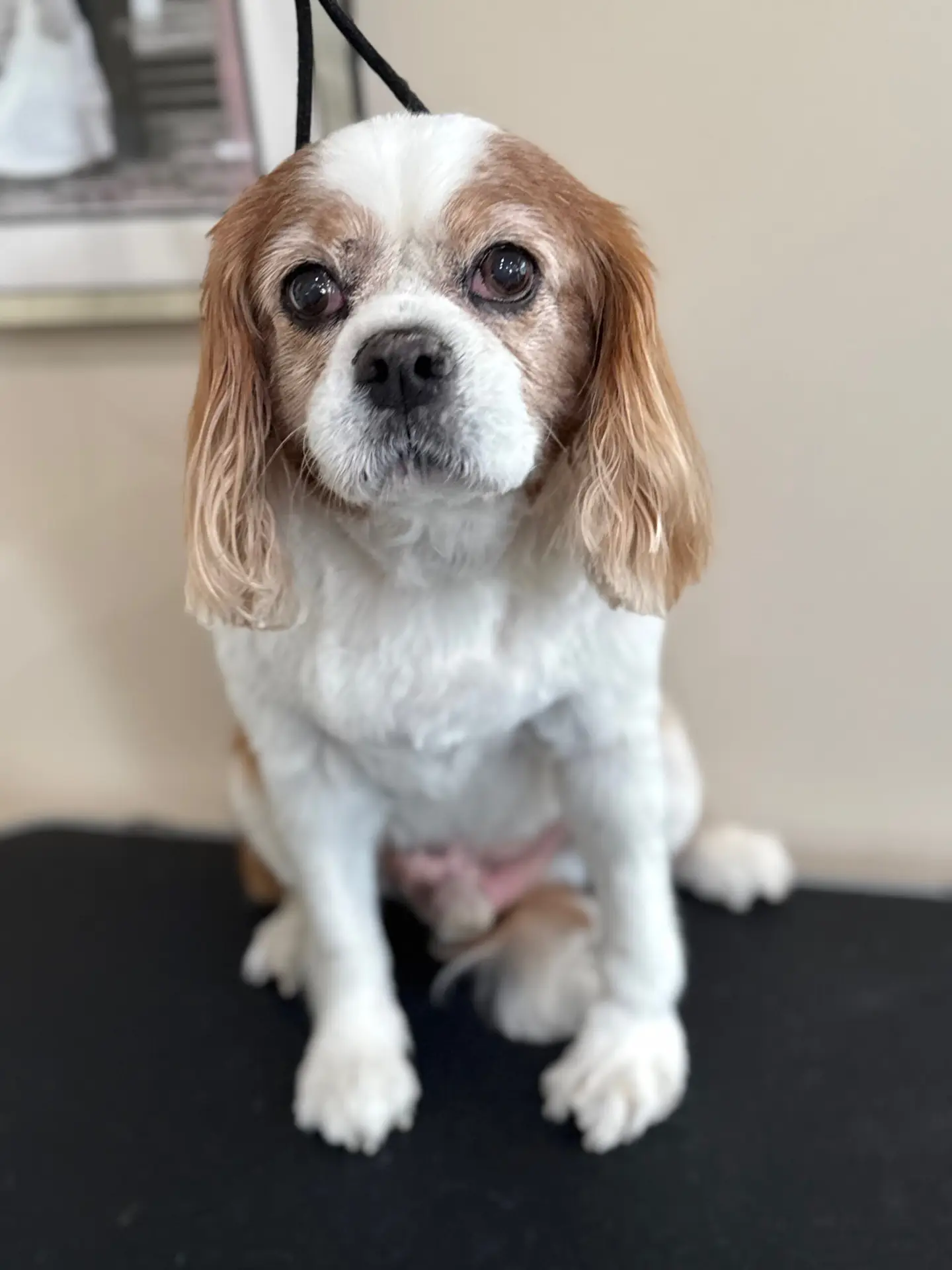 Happy Angel Paws customer